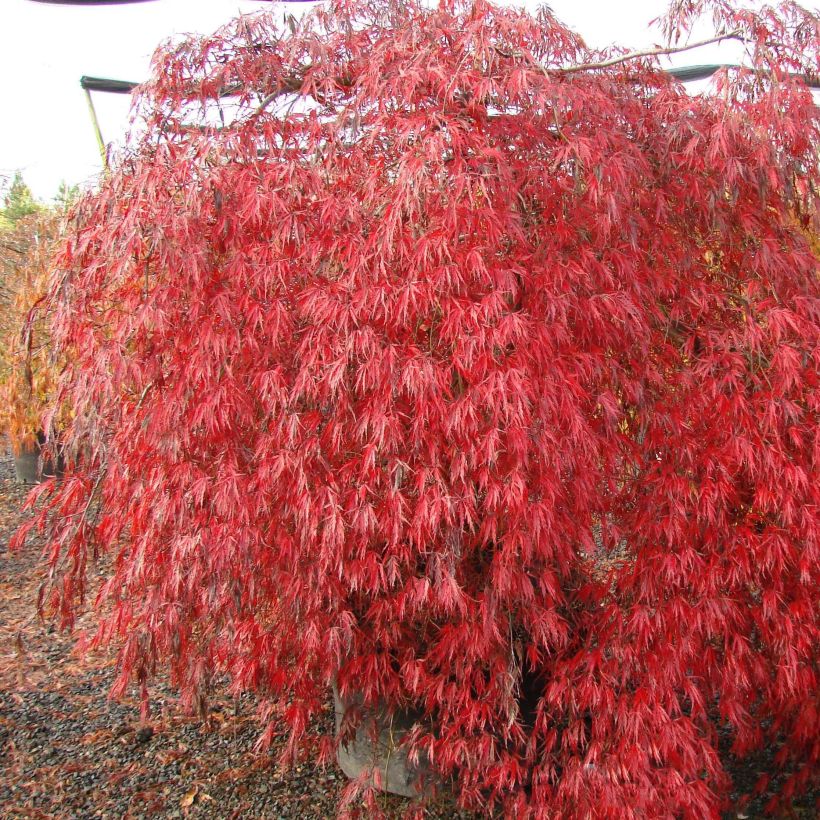 Fächerahorn Crimson Queen - Acer palmatum (Hafen)