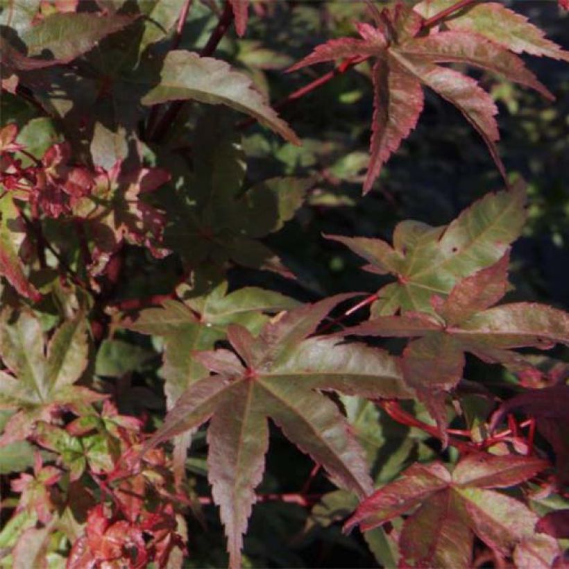 Fächerahorn Deshojo - Acer palmatum (Laub)