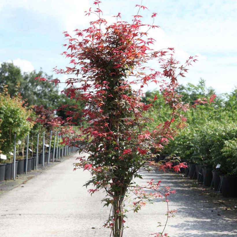 Fächerahorn Deshojo - Acer palmatum (Hafen)