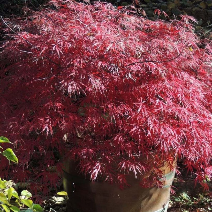 Fächerahorn Firecracker - Acer palmatum (Laub)