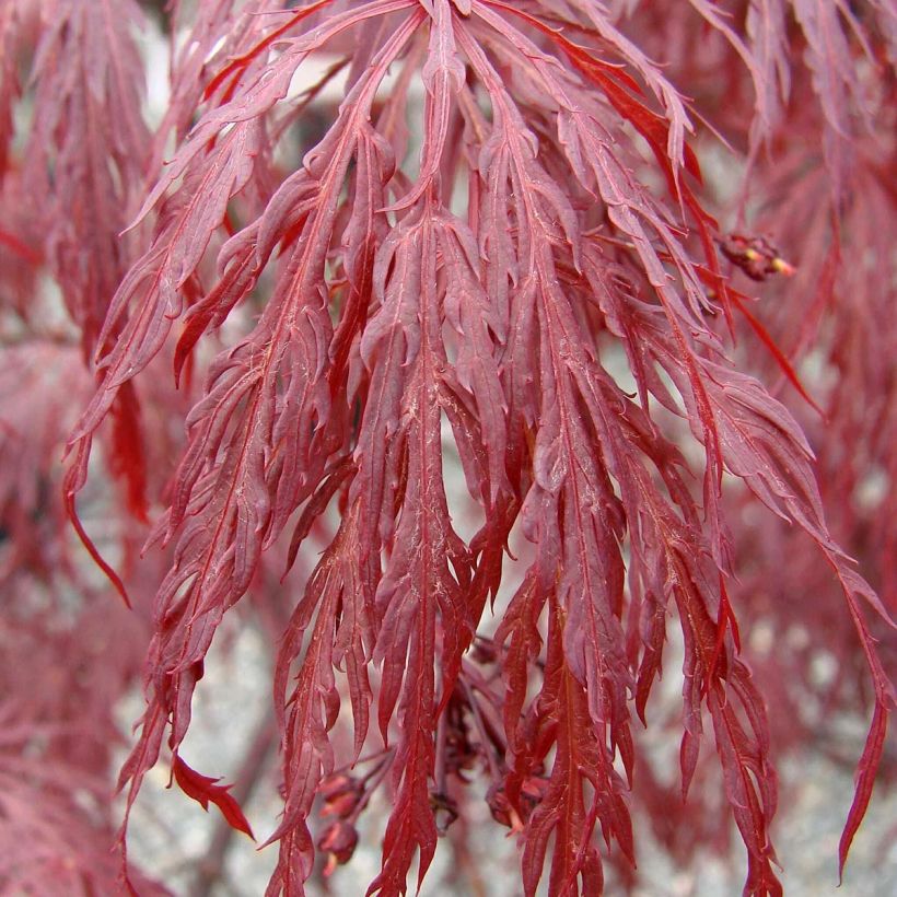 Fächerahorn Dissectum Tamukeyama - Acer palmatum (Laub)