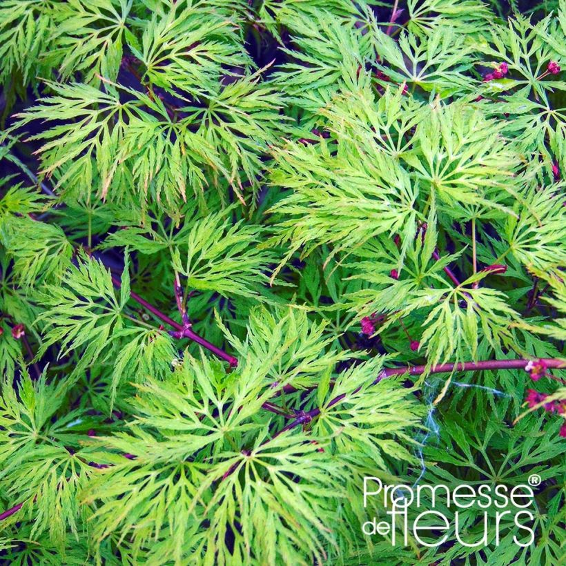 Fächerahorn Emerald Lace - Acer palmatum (Laub)