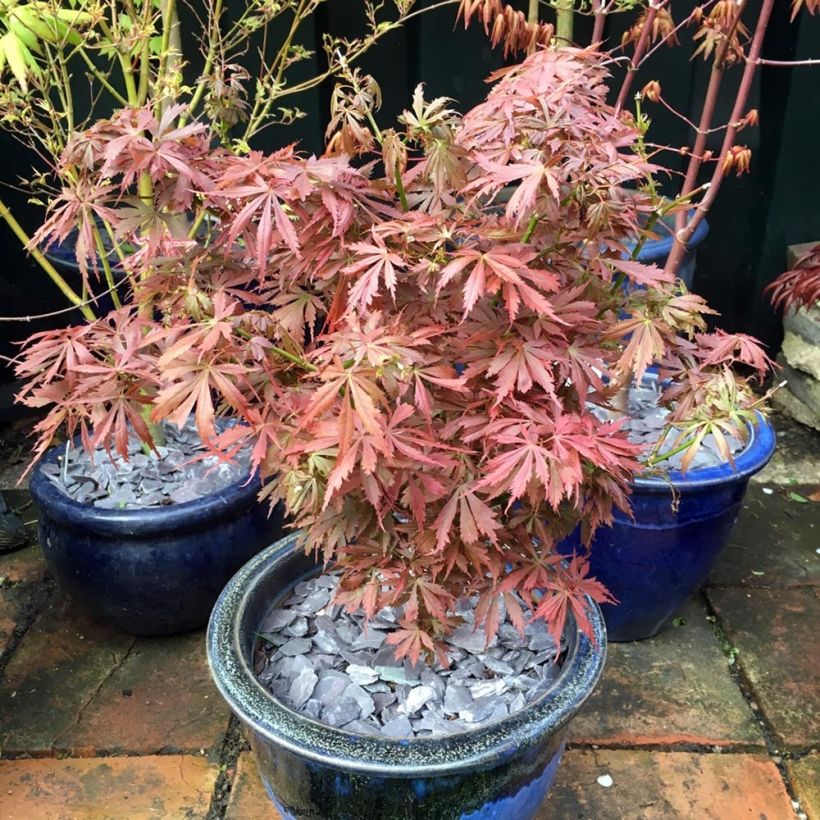 Fächerahorn Jerre Schwartz - Acer palmatum (Hafen)