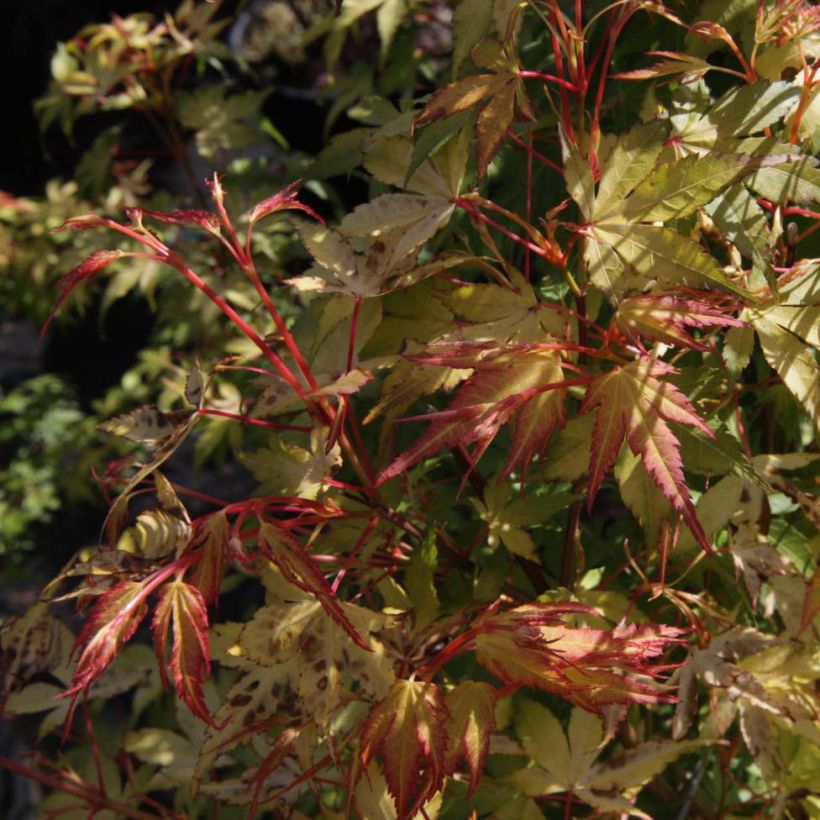 Fächerahorn Katsura - Acer palmatum (Laub)