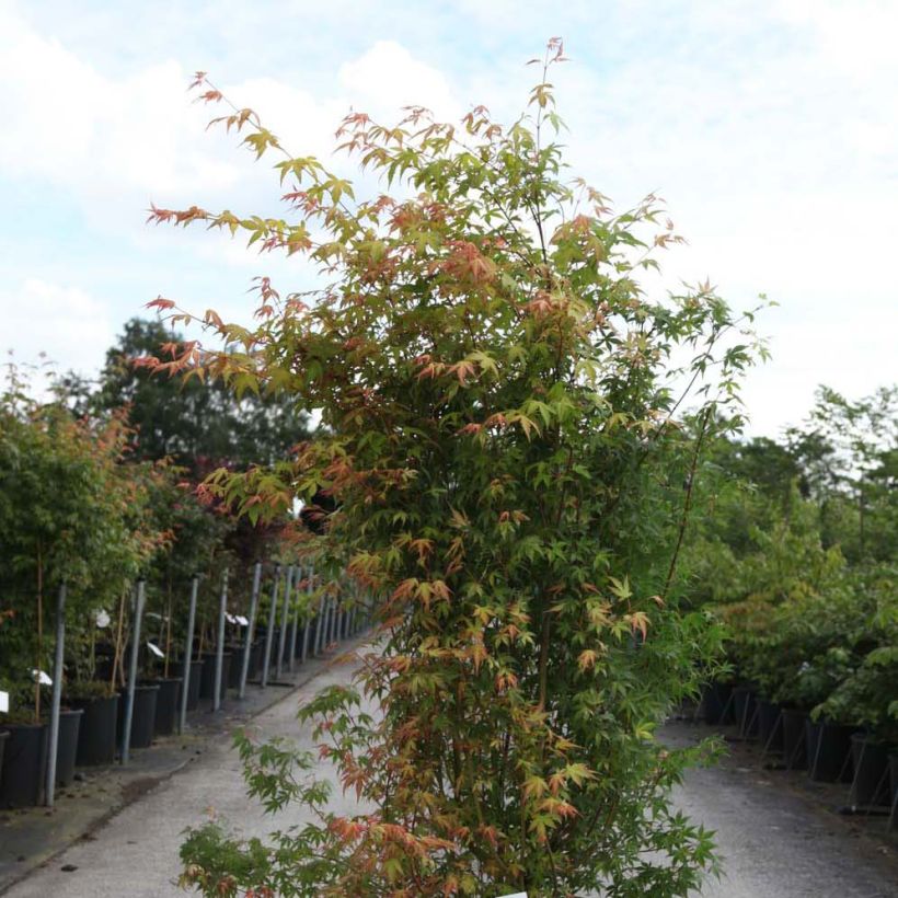 Fächerahorn Katsura - Acer palmatum (Hafen)