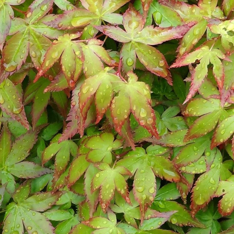 Fächerahorn Little Princess - Acer palmatum (Laub)