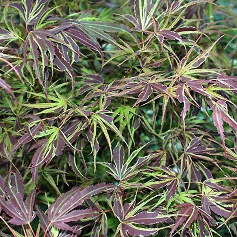 Fächerahorn Manyo-No-Sato - Acer palmatum (Laub)