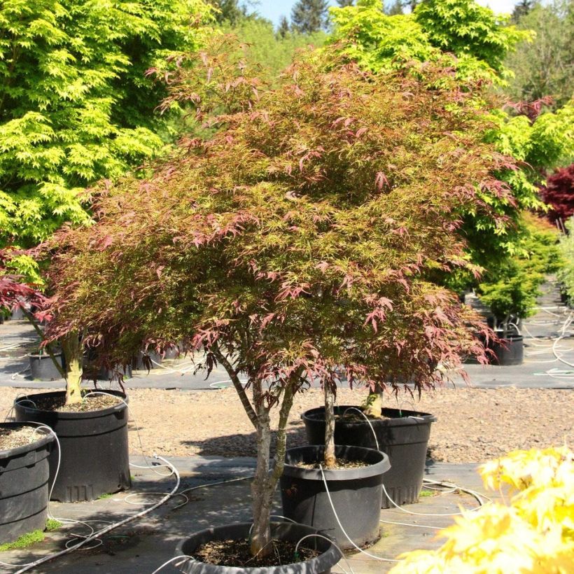 Fächerahorn Manyo-No-Sato - Acer palmatum (Hafen)