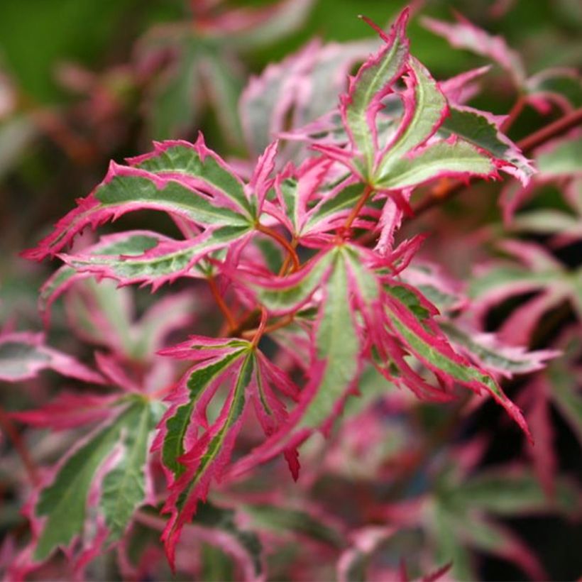 Fächerahorn Marlo - Acer palmatum (Laub)