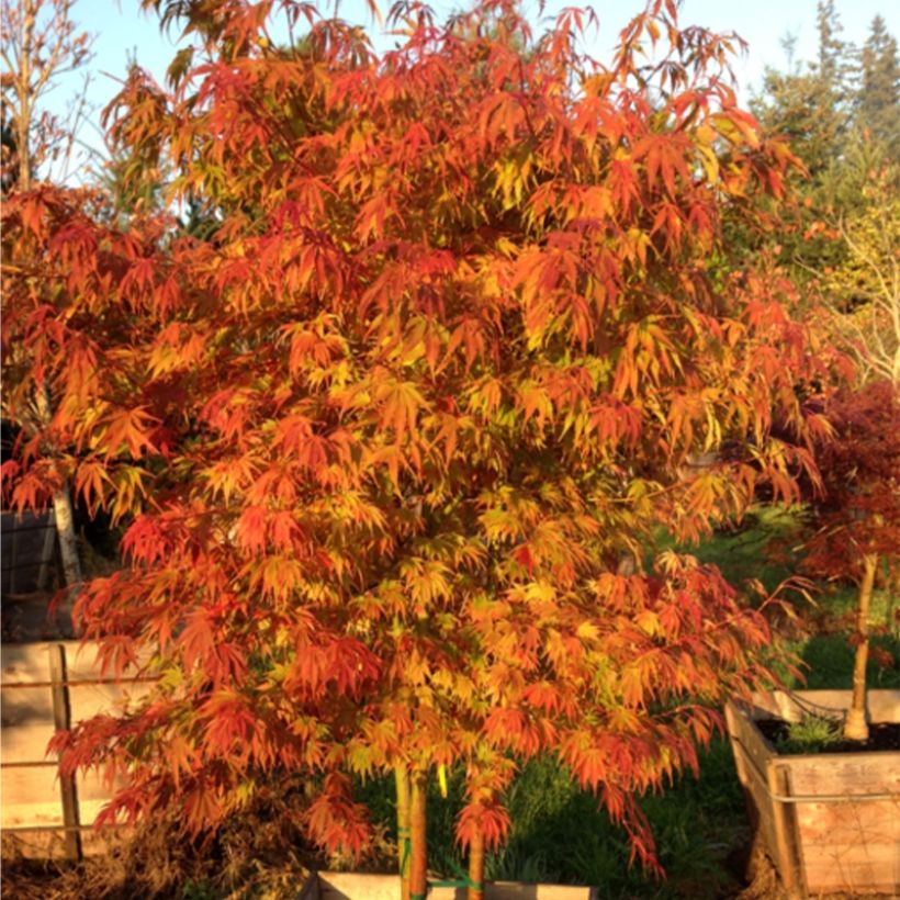 Fächerahorn Orange Flame - Acer palmatum (Hafen)