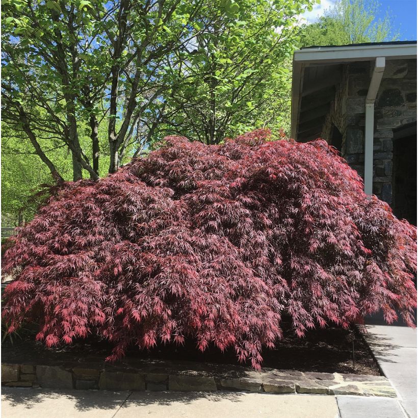 Fächerahorn Pevé Dave - Acer palmatum (Hafen)