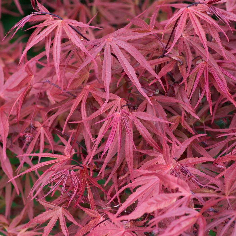 Fächerahorn Red Pygmy - Acer palmatum (Laub)