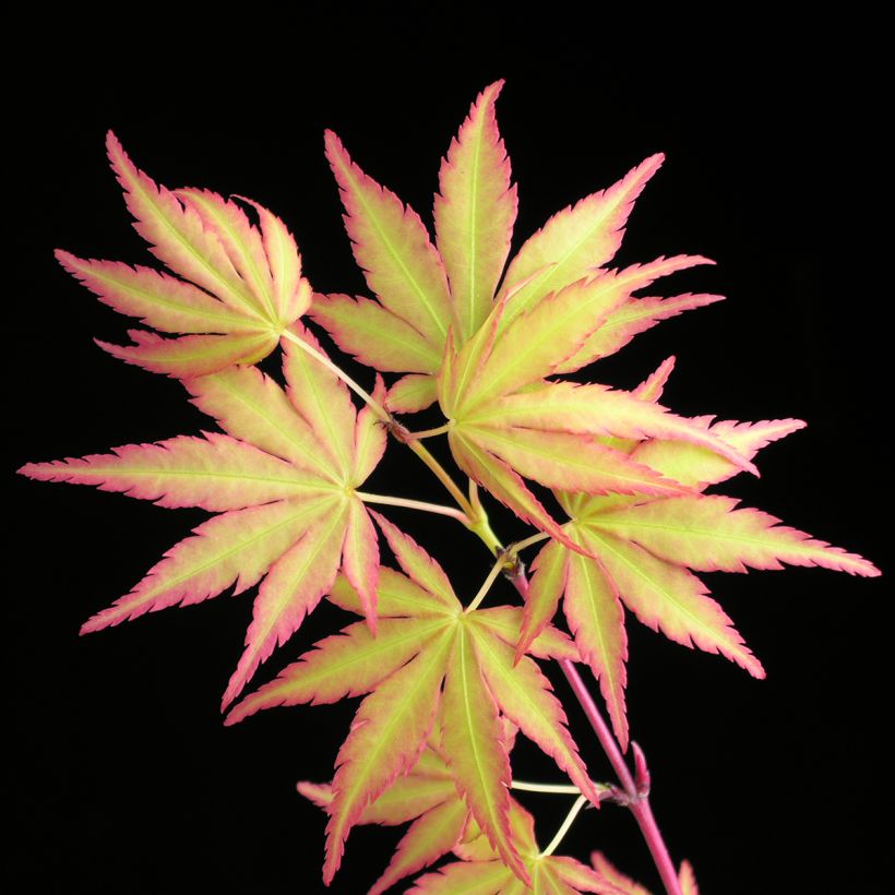 Fächerahorn Sangokaku - Acer palmatum (Laub)