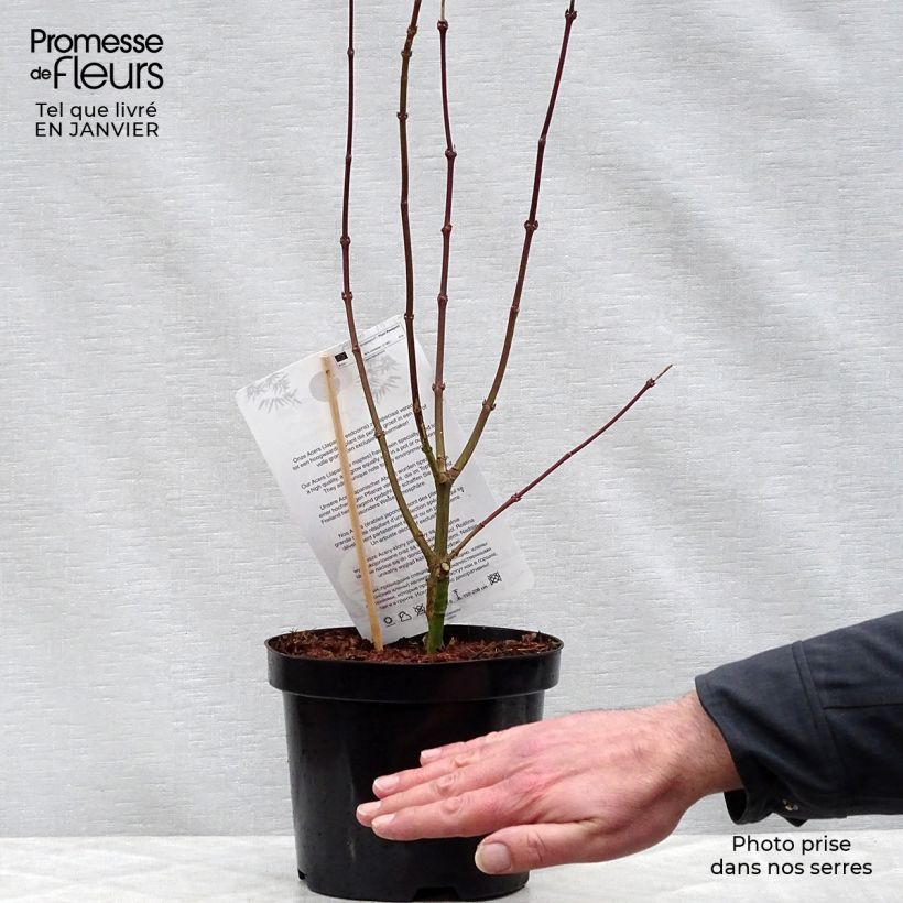 Exemplar von Erable du Japon - Acer palmatum Shaina en pot de 3L/4L wie im Winter geliefert