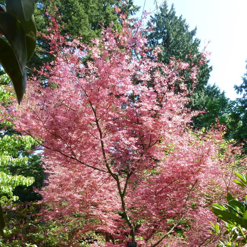 Fächerahorn Shindeshojo - Acer palmatum (Hafen)