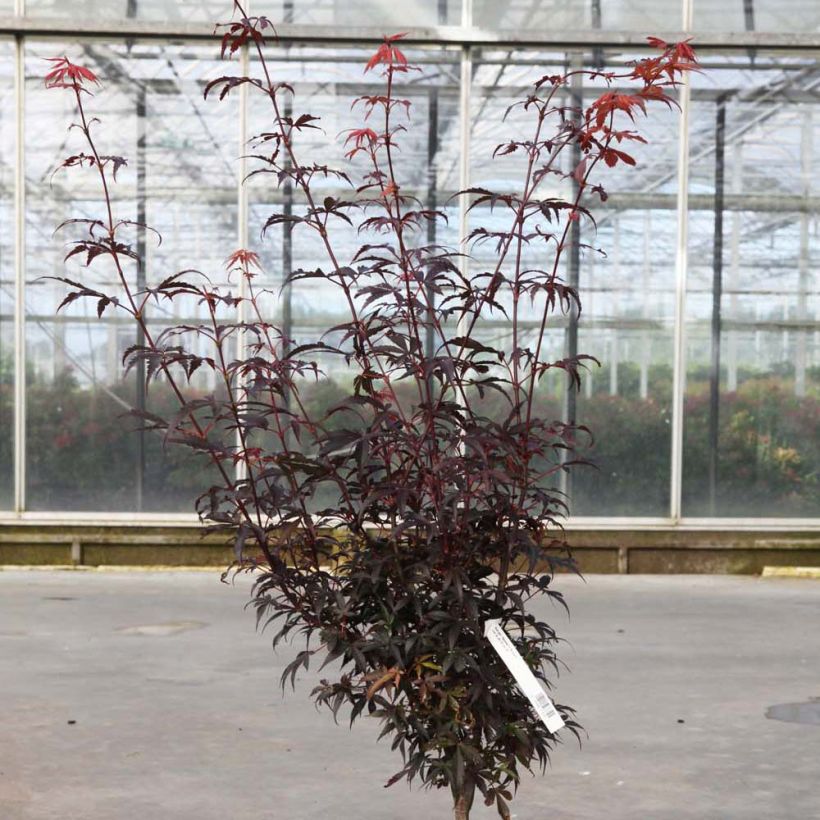 Fächerahorn Skeeter's Broom - Acer palmatum (Hafen)