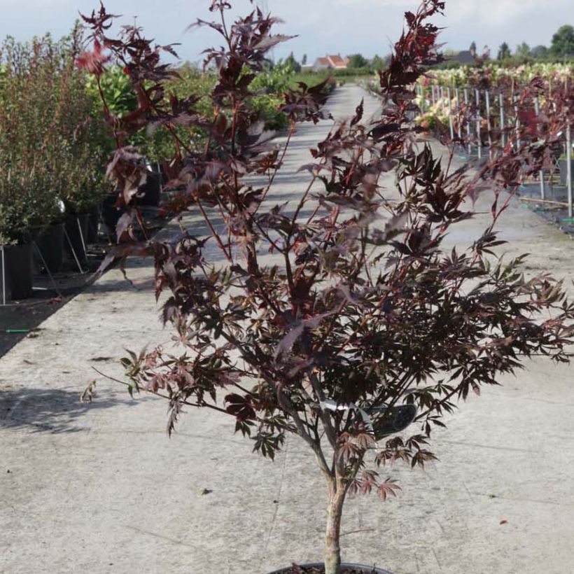 Fächerahorn Trompenburg - Acer palmatum (Hafen)