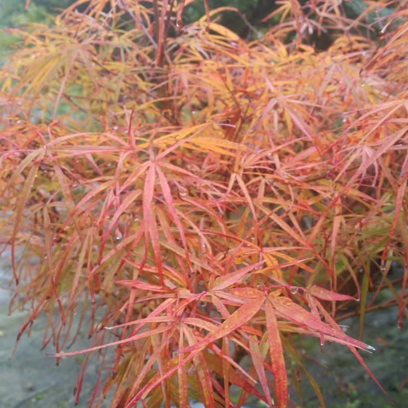 Fächerahorn Villa taranto - Acer palmatum (Laub)