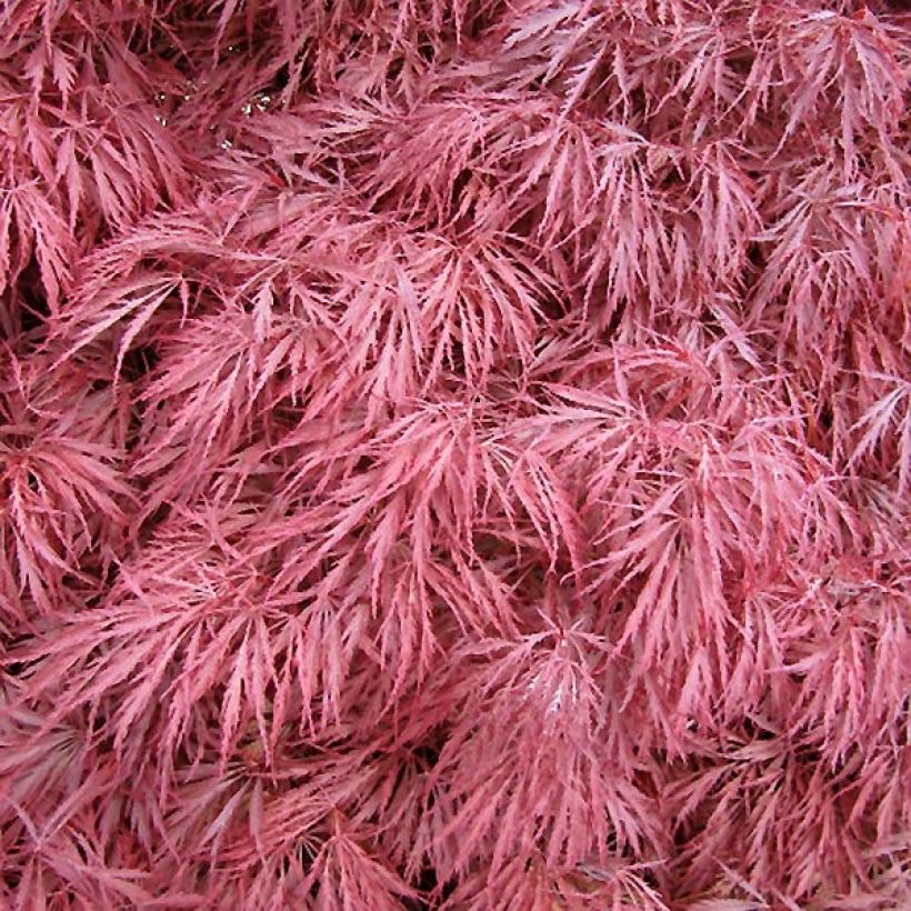 Fächerahorn Dissectum Atropurpureum - Acer palmatum (Laub)