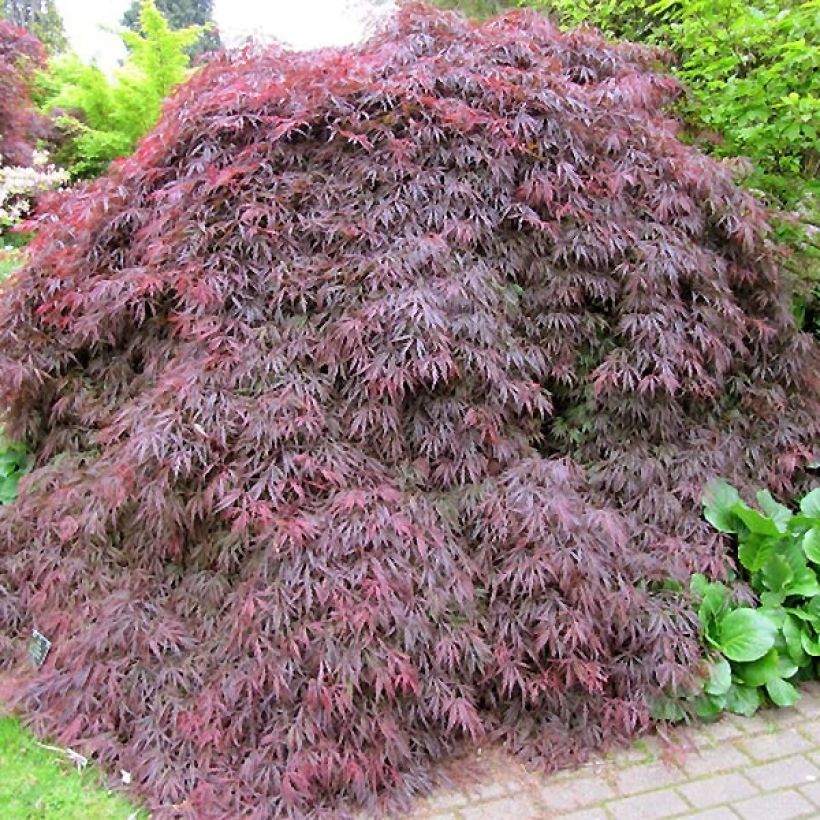 Fächerahorn Dissectum Atropurpureum - Acer palmatum (Hafen)