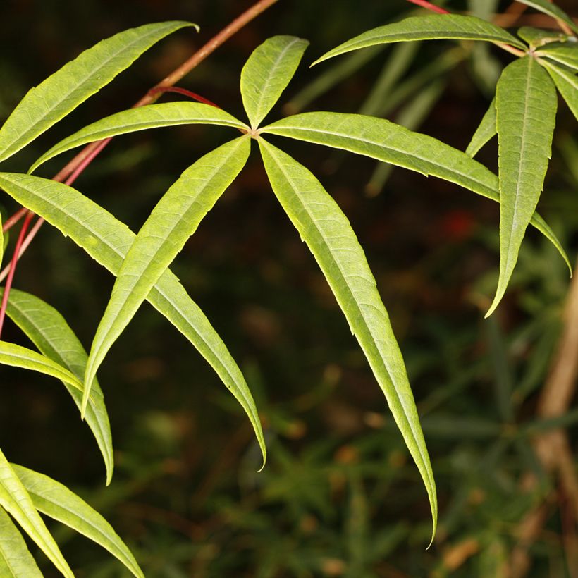 Acer pentaphyllum - Ahorn (Laub)