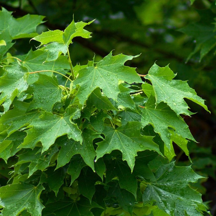 Spitz-Ahorn - Acer platanoides (Laub)