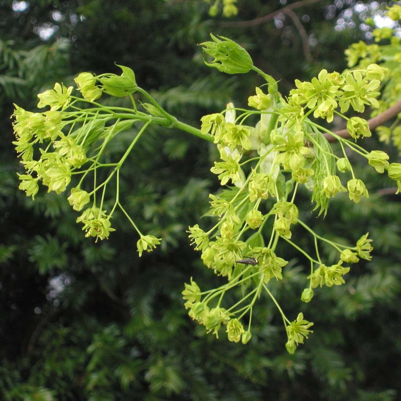 Spitz-Ahorn - Acer platanoides (Blüte)