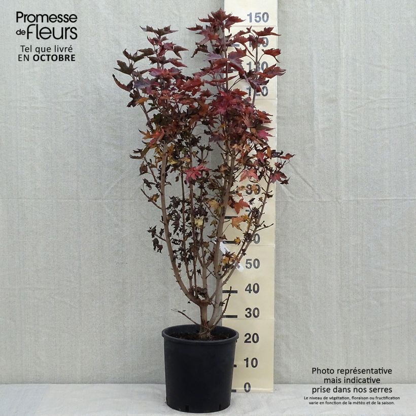 Exemplar von Acer platanoides Crimson Sentry - Érable plane en pot de 12L/15L wie im Herbst geliefert