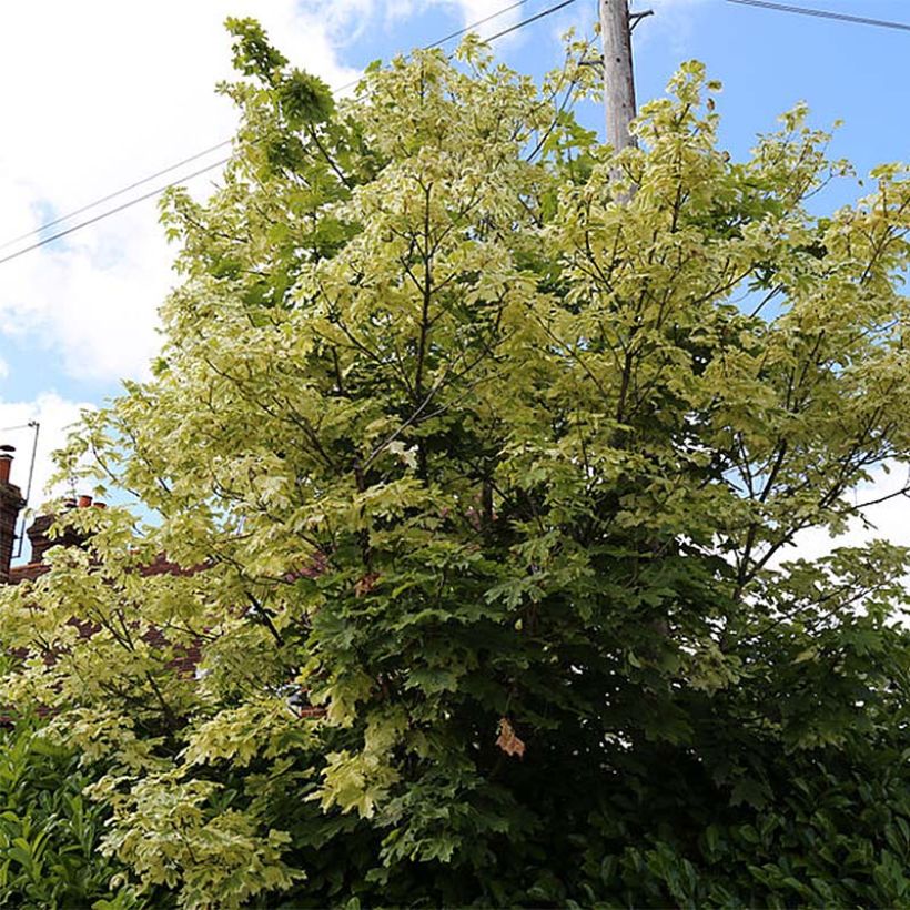 Spitz-Ahorn Drummondii - Acer platanoides (Hafen)