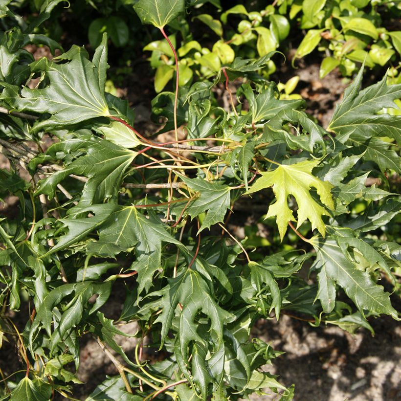 Spitz-Ahorn Laciniatum - Acer platanoides (Laub)