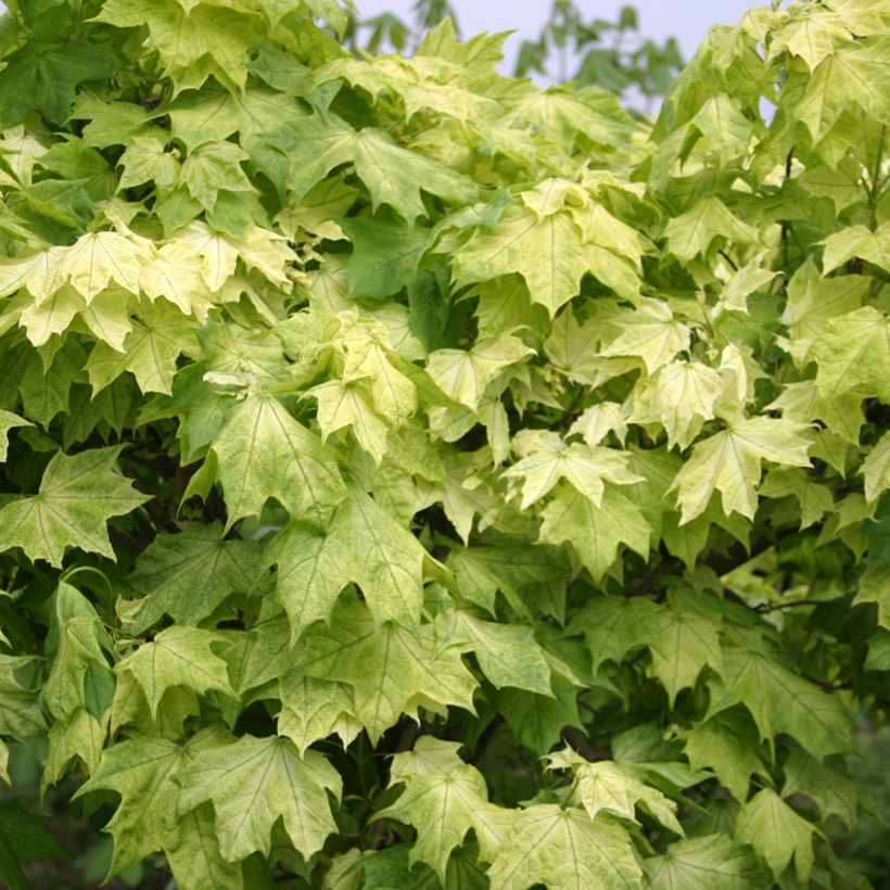 Spitz-Ahorn Maculatum - Acer platanoides (Laub)