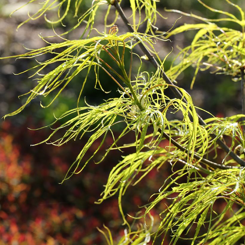 Spitz-Ahorn Paldiski - Acer platanoides (Laub)