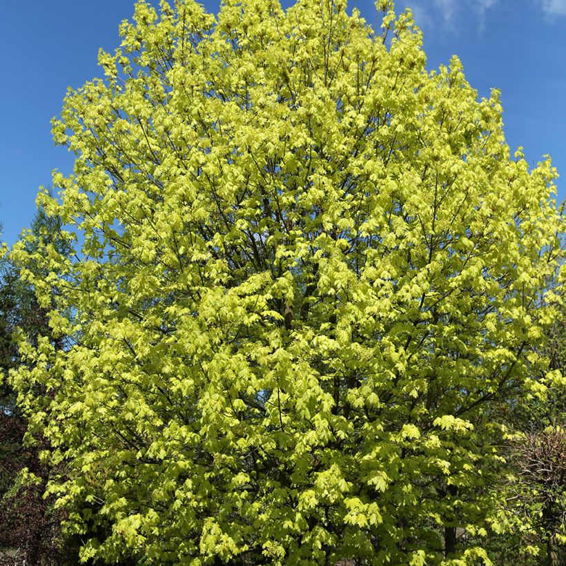 Spitz-Ahorn Walderseei - Acer platanoides (Hafen)