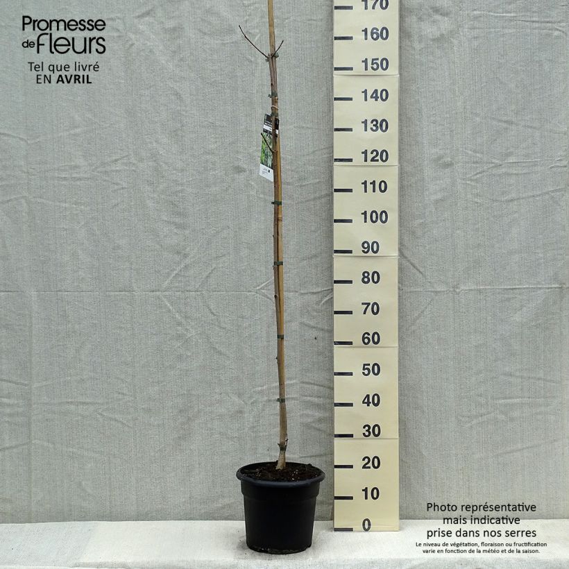 Exemplar von Spitz-Ahorn - Acer platanoides Topf mit 7,5L/10LGelieferte Höhe ca. 140/160cm wie im Frühjahr geliefert