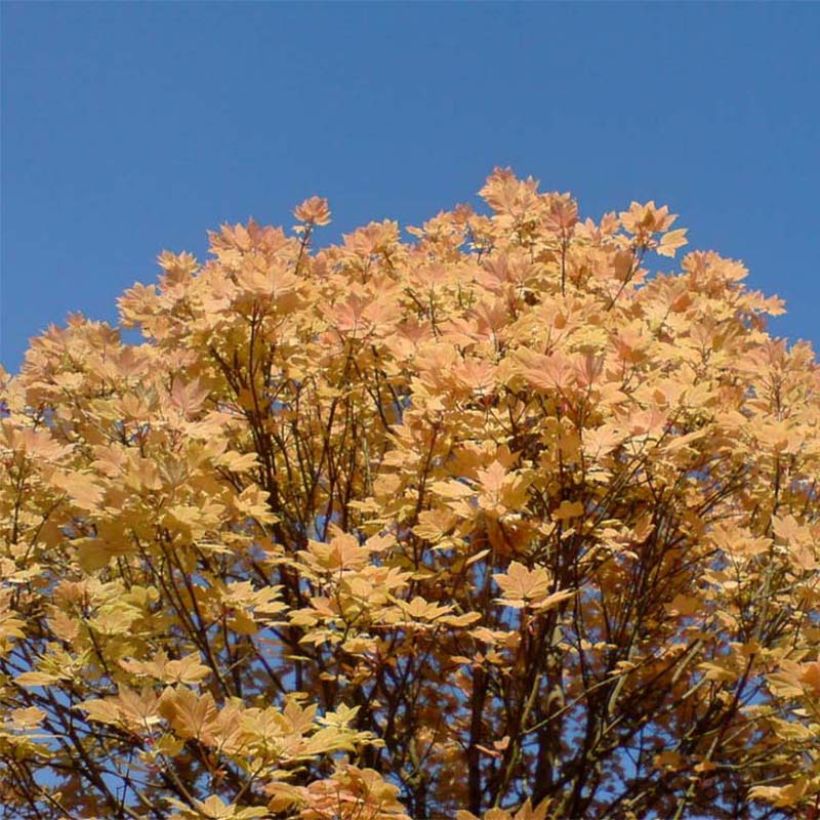 Berg-Ahorn Brilliantissimum - Acer pseudoplatanus (Hafen)