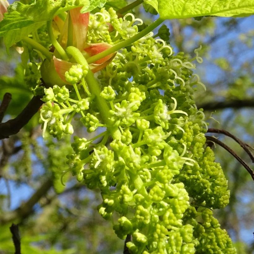 Berg-Ahorn Leopoldii - Acer pseudoplatanus (Blüte)