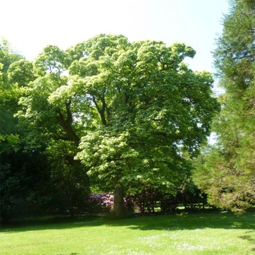 Berg-Ahorn Leopoldii - Acer pseudoplatanus (Hafen)