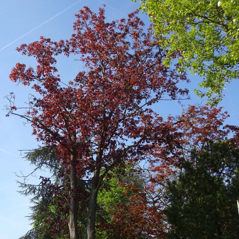 Spitz-Ahorn Royal Red - Acer platanoides (Hafen)