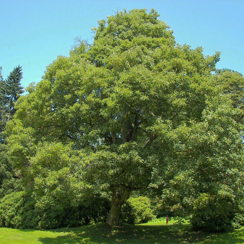 Berg-Ahorn - Acer pseudoplatanus (Hafen)