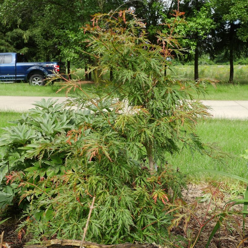 Ahorn Ice Dragon - Acer pseudosieboldianum (Hafen)