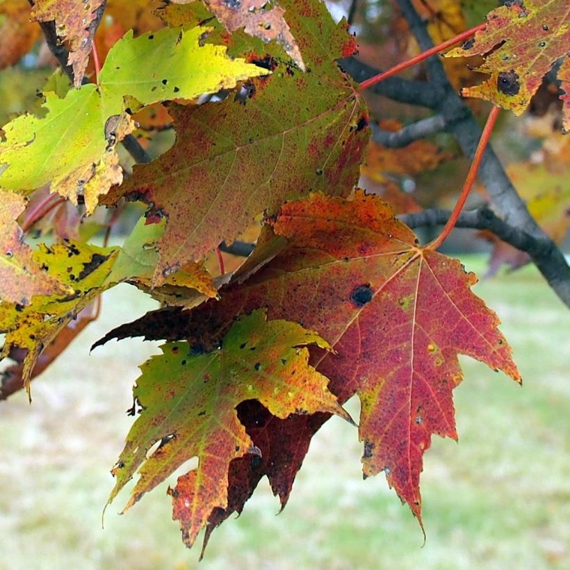 Rot-Ahorn Armstrong - Acer rubrum (Laub)