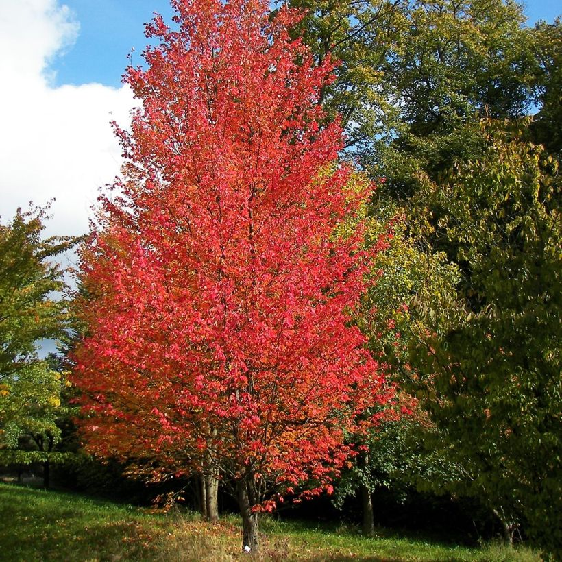 Rot-Ahorn Armstrong - Acer rubrum (Hafen)