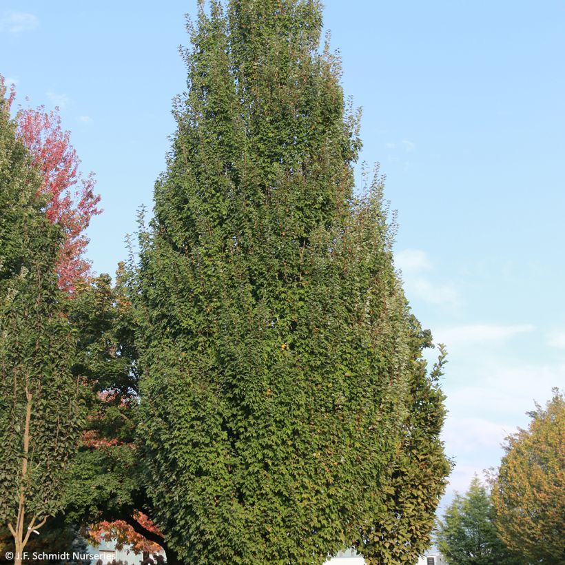 Rot-Ahorn Armstrong Gold - Acer rubrum (Hafen)