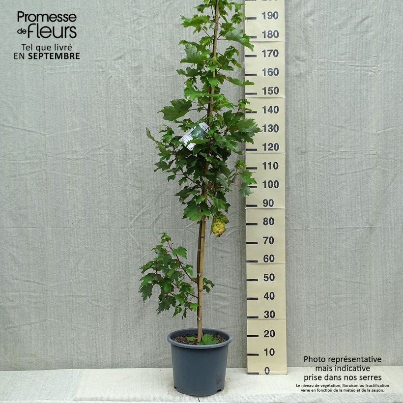 Exemplar von Acer rubrum Armstrong - Érable rouge Pot de 12L/15L wie im Herbst geliefert