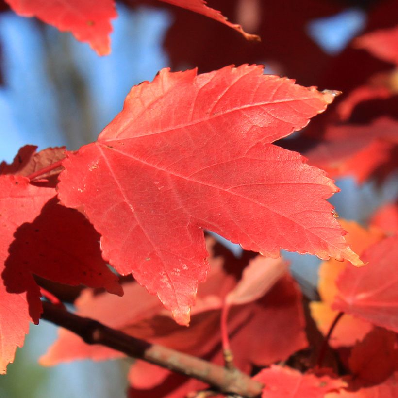 Rot-Ahorn Fairview Flame - Acer rubrum (Laub)