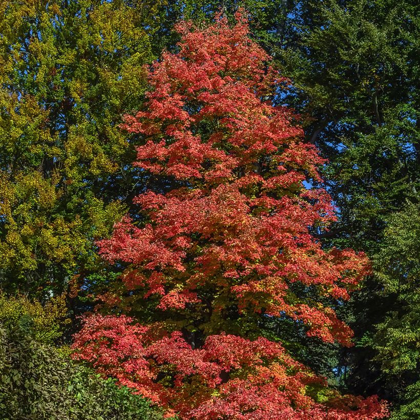 Rot-Ahorn Fairview Flame - Acer rubrum (Hafen)