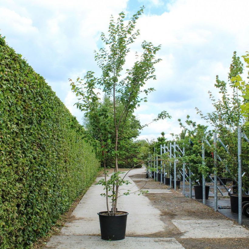 Exemplar von Érable rouge - Acer rubrum - Pot de 90L Cépée wie im Frühjahr geliefert