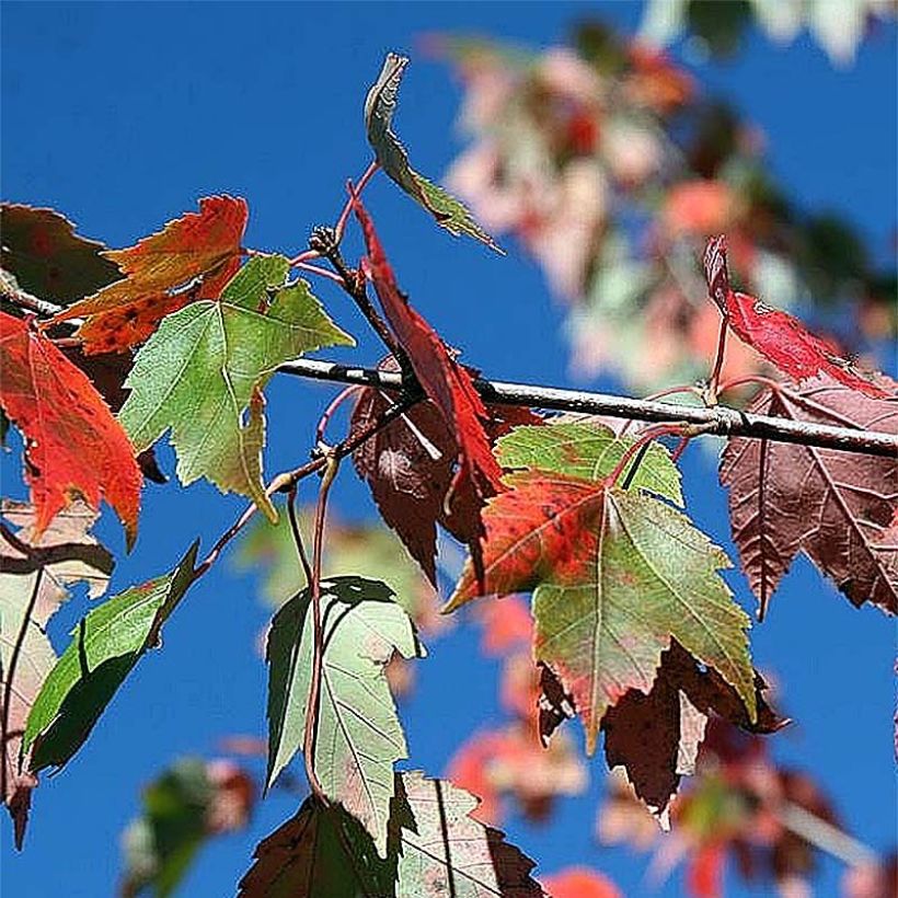 Rot-Ahorn Red Sunset - Acer rubrum (Laub)