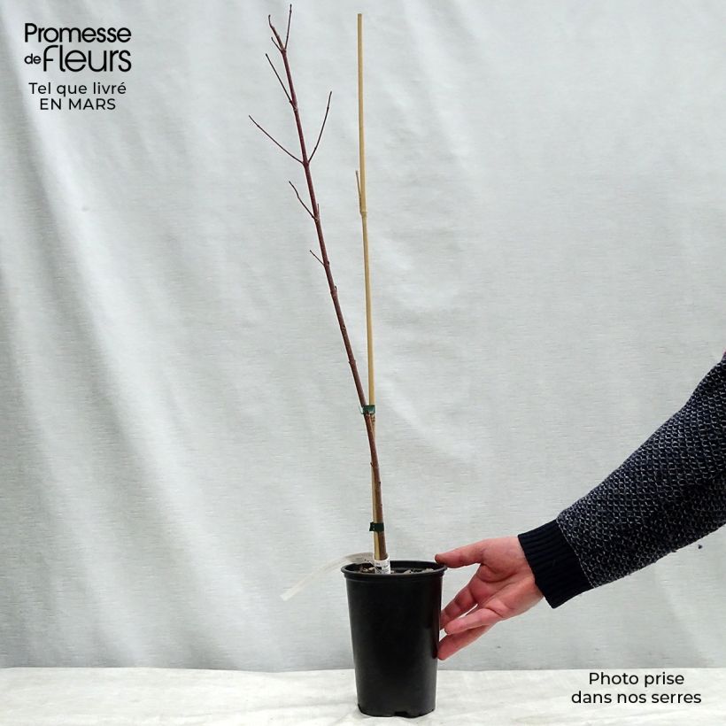 Exemplar von Acer rubrum Redpointe - Erable rouge Pot de 1L/1,5L wie im Winter geliefert