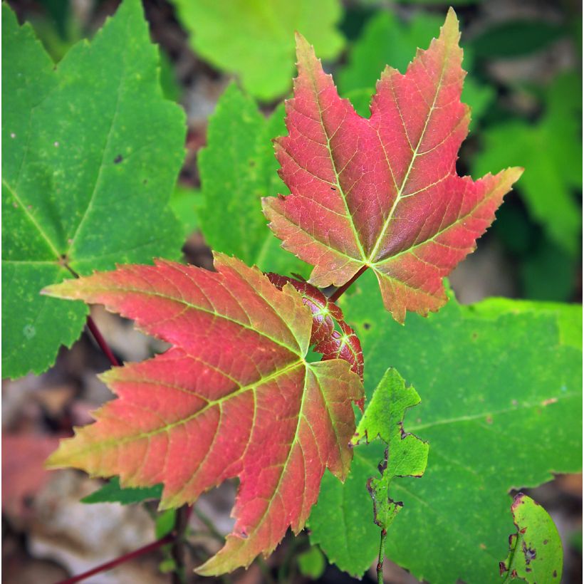 Rot-Ahorn Summer Red - Acer rubrum (Laub)